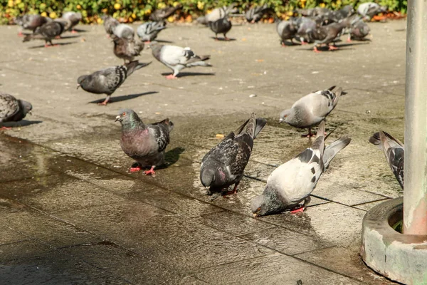Thirsty Pigeons Drinking Water Small Puddle Fountain — ストック写真