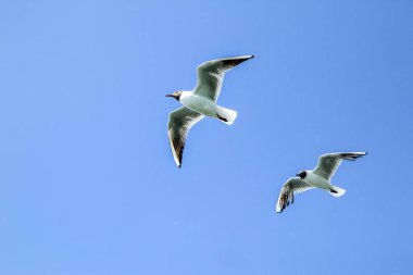 Martılar denizin üzerindeki parçalı bulutlu gökyüzünde uçuyor..