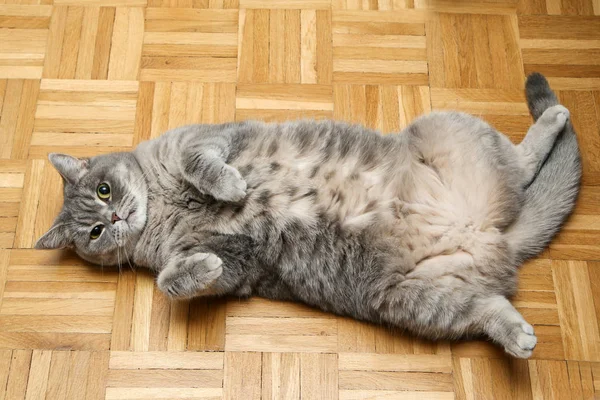 British Cat Lying Floor Its Back Looking Satisfied — Stock Photo, Image