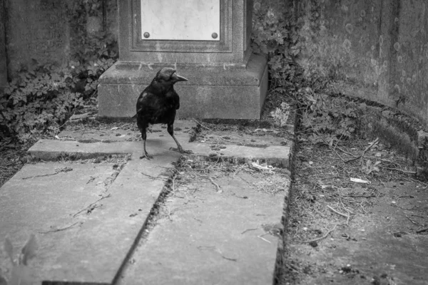 一只乌鸦站在墓地的坟墓上的令人沮丧的照片 — 图库照片