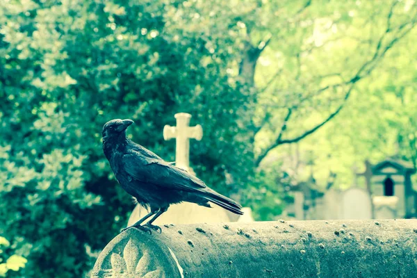 Une Image Dépressive Corbeau Debout Sur Tombe Cimetière — Photo