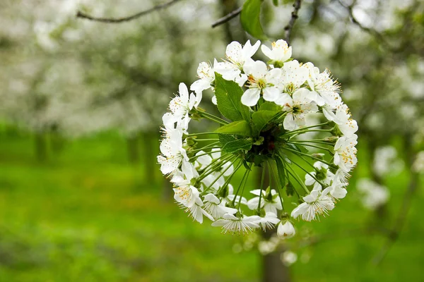 Detalhe Galho Uma Cerejeira Cheia Flores Cerejeira Branca Dispostos Forma — Fotografia de Stock