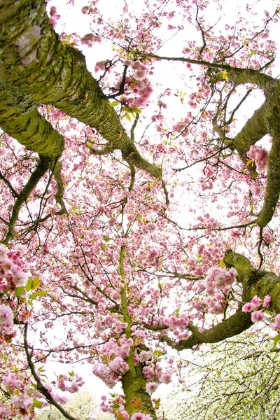 Pink Cherry Blooms Treetop Spring Day — Stock Photo, Image