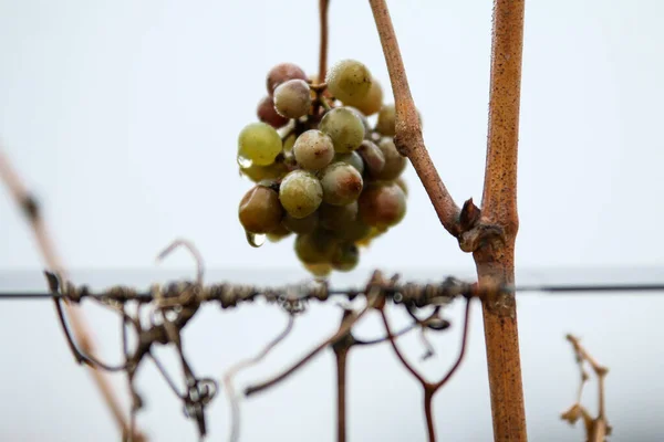 The small bunch of grapes hanging on the plant in a vineyard. The weather is rainy, there are water drops on the fruit.