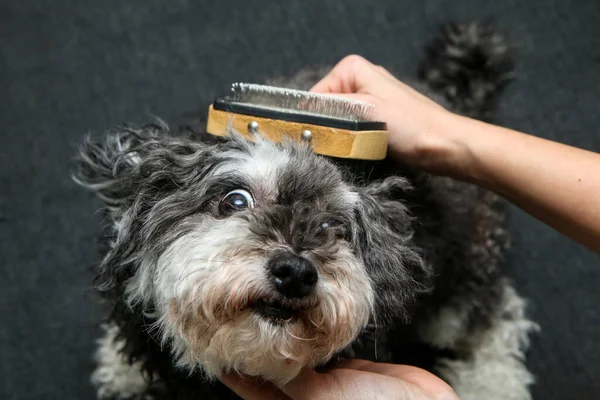 Anjing Keriting Lucu Sedang Disisir Oleh Pemiliknya Dan Tampak Lucu — Stok Foto