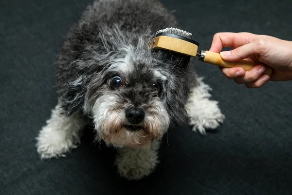 Anjing Keriting Lucu Sedang Disisir Oleh Pemiliknya Dan Tampak Lucu — Stok Foto