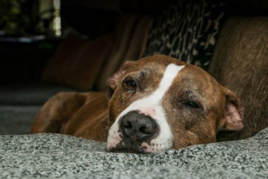 Yaşlı Amerikan personeli teriyeri bir kanepede yatıyor ve uykulu ve yorgun. Üzgün ve yalnız görünüyor..