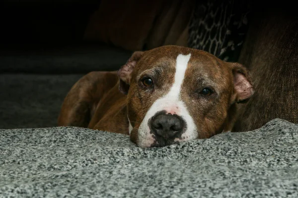Vieux Terrier Américain Stafforshire Est Allongé Sur Canapé Somnolent Fatigué — Photo