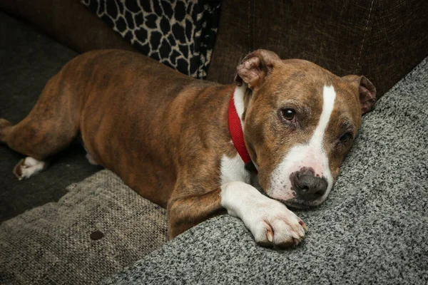 Anjing Amerika Tua Itu Terbaring Sofa Dan Mengantuk Dan Lelah — Stok Foto