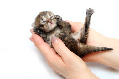 Yeni doğan şirin kedi yavrusu yeni hayatın bir sembolü olarak el ele tutuştu. Beyaz arkaplanda izole. 