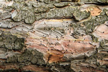 Ağaçlar ormanda yerde uzanıyorlar. Kereste endüstrisinin sembolü ya da orman için ahşap solucanı istilası. Ağaç kabuğundaki deliklerin ayrıntıları