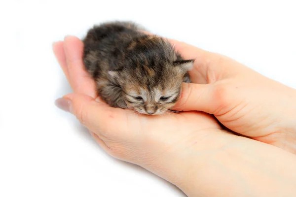 태어난 귀여운 고양이는 새로운 생명을 돌보는 상징으로 있었다 배경에 고립됨 — 스톡 사진