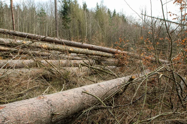 Los Árboles Yacen Suelo Bosque Símbolo Para Industria Maderera Cuidado — Foto de Stock