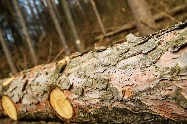 Träden Ligger Marken Skogen Symbol För Virkesindustrin Eller Skötsel Skogen — Stockfoto