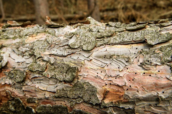 Träden Ligger Marken Skogen Symbol För Virkesindustrin Eller Skötsel Skogen — Stockfoto