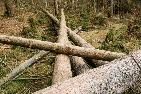 Los Árboles Yacen Suelo Bosque Símbolo Para Industria Maderera Cuidado — Foto de Stock