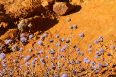 Fransa 'da Roussillon' un güzel sarı ve kırmızı kumtaşı kayaları. Güzel doğal manzara ve turistik cazibe..