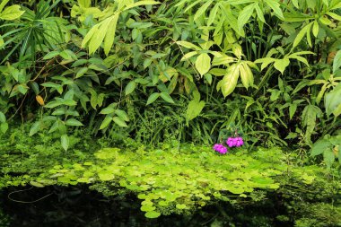 Botanik bahçesindeki renkli etobur bir çiçeğin ayrıntıları..