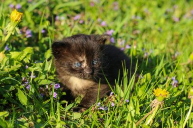 Şirin kıvırcık köpeğin portresi. Bir kaniş ve shi tzu melezi..