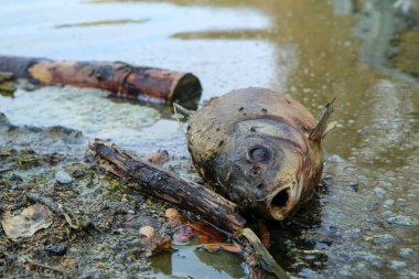 Göletteki ölü balık atık ve pislik içinde yatıyor. Çevreyi kirletmenin çirkin sembolü.
