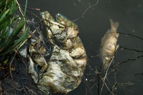 The dead fish in the pond lying with a waste and mess. Ugly symbol for pollution of the environment.