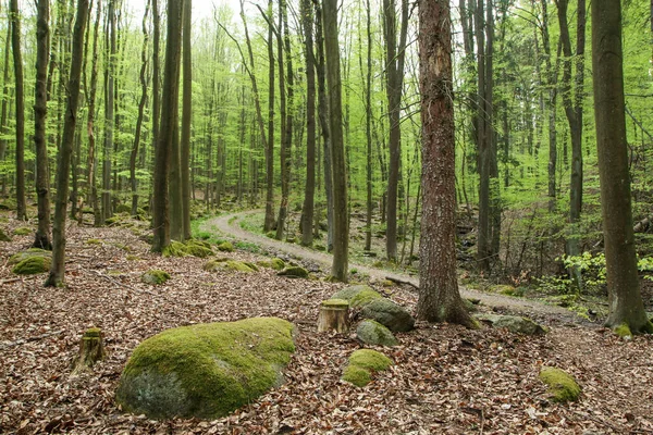 这张来自捷克共和国自然公园的照片叫做 Vodradsk Buiny Vodradys山毛榉 阳光明媚的春天 美丽的青翠森林 — 图库照片