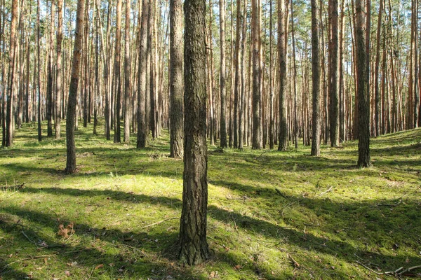 在阳光明媚的春天 美丽的松树林在捷克共和国地面长满了苔藓 — 图库照片