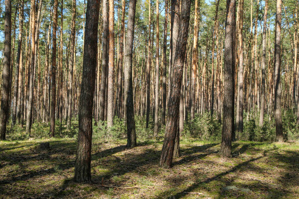 Красивый свежий сосновый лес с плесенью на земле в Чехии в прекрасный весенний солнечный день.
