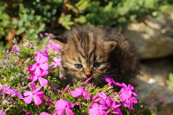 Portrait Young Three Weeks Old Kitten Grass Flowers Looking Cute — Stock Photo, Image