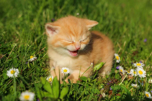 Portrait Young Three Weeks Old Kitten Grass Flowers Looking Cute — Stock Photo, Image