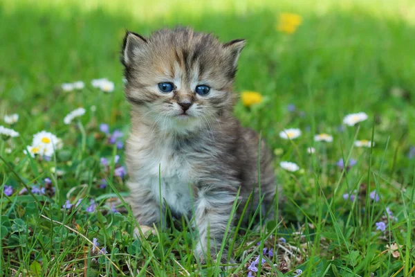 Portrait Young Three Weeks Old Kitten Grass Flowers Looking Cute — Stock Photo, Image