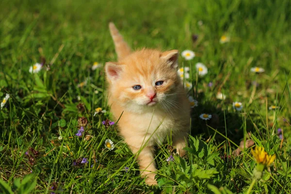 Porträttet Tre Veckor Gammal Kattunge Gräset Och Blommorna Ser Söt — Stockfoto