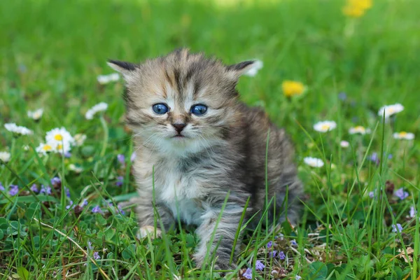 Portrait Young Three Weeks Old Kitten Grass Flowers Looking Cute — Stock Photo, Image