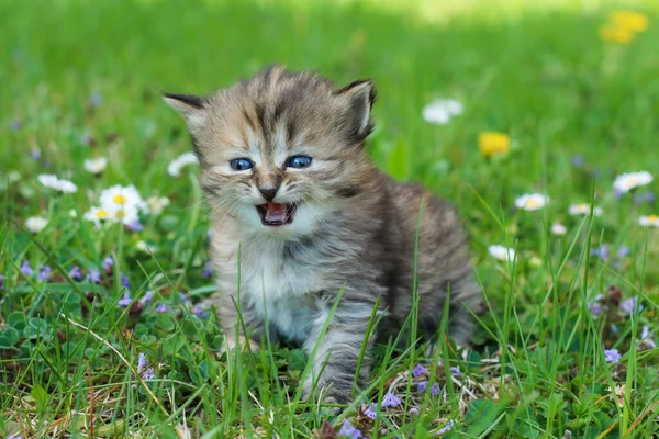 Portret Młodego Trzytygodniowego Kotka Trawie Kwiatach Patrząc Słodkie Szczęśliwy Zabawnym — Zdjęcie stockowe