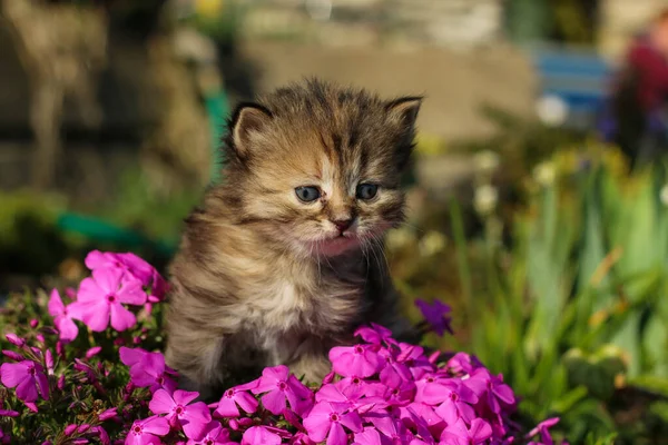 Porträttet Tre Veckor Gammal Kattunge Gräset Och Blommorna Ser Söt — Stockfoto