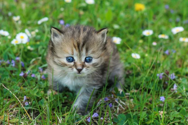 Portrait Young Three Weeks Old Kitten Grass Flowers Looking Cute — Stock Photo, Image