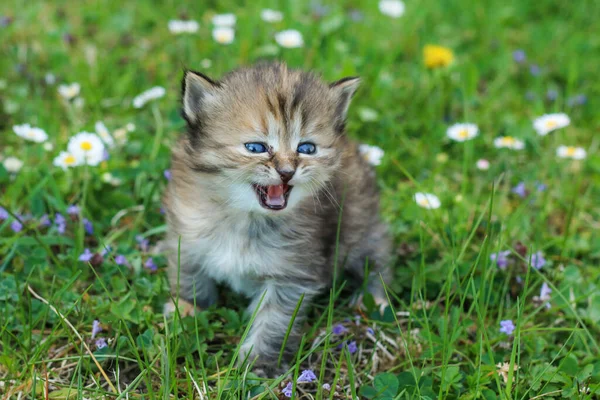 Portrait Young Three Weeks Old Kitten Grass Flowers Looking Cute — Stock Photo, Image