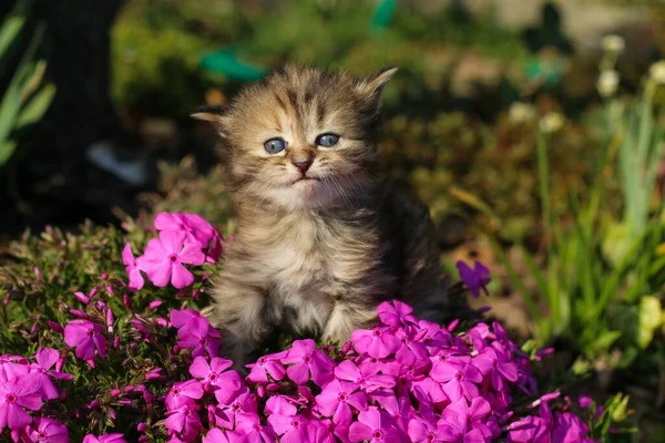 Das Porträt Eines Drei Wochen Alten Kätzchens Gras Und Blumen — Stockfoto