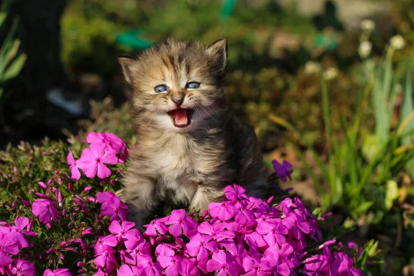 一只年轻的三星期大的小猫在草丛中的肖像 眼睛稍微斜视一下 看起来也很可爱 也很快乐 — 图库照片