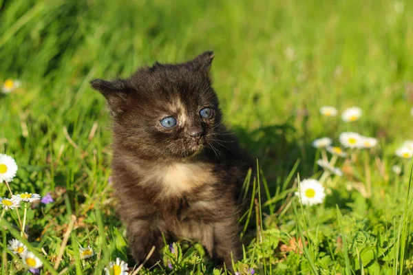一只年轻的三星期大的小猫在草丛中的肖像 眼睛稍微斜视一下 看起来也很可爱 也很快乐 — 图库照片