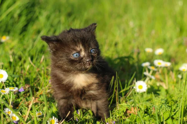 Retrato Jovem Gatinho Três Semanas Grama Flores Olhando Bonito Feliz — Fotografia de Stock