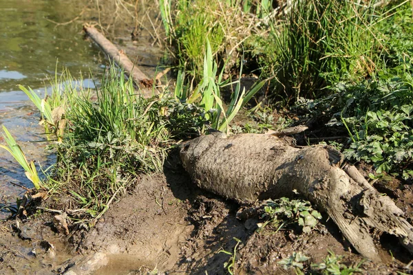 Peixe Morto Lagoa Deitado Com Desperdício Bagunça Símbolo Feio Poluição — Fotografia de Stock