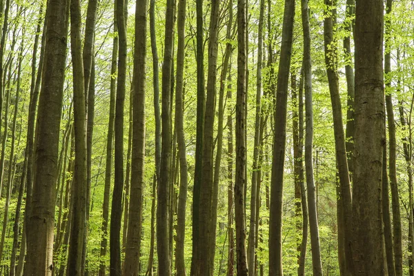 Foto Del Parque Natural República Checa Llamada Voderadske Buciny Hayas —  Fotos de Stock