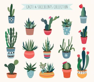 Kaktüsler ve succulents koleksiyonu vektör.