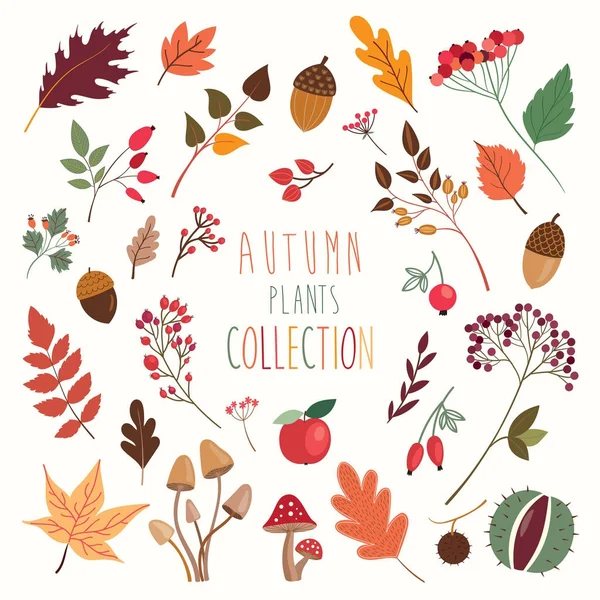 Podzimní kolekce rostlin — Stockový vektor