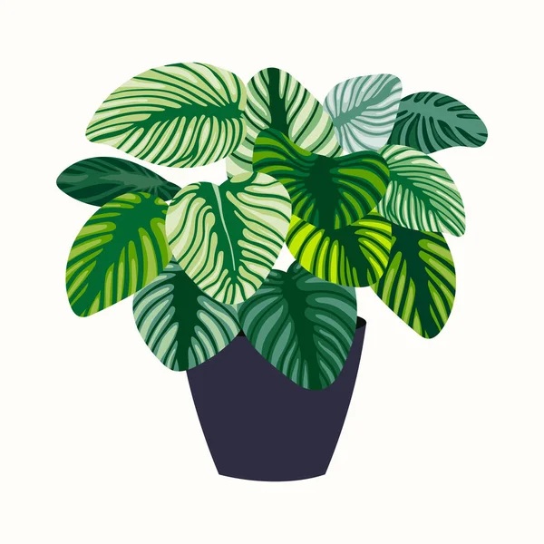 白い背景に隔離されたエキゾチックな植物 手描きのデザイン ベクトルイラスト — ストックベクタ