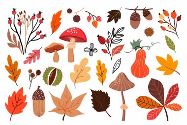 Farklı yapraklardan, mantarlardan ve mevsimlik bitkilerden oluşan sonbahar koleksiyonu, beyaz arka planda izole edilmiş.