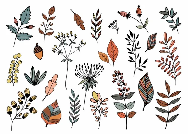 手描きの葉や植物と秋の要素コレクション — ストックベクタ