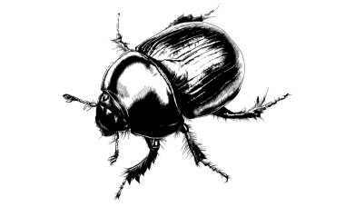 Beyaz bir arka planda tarama böceği