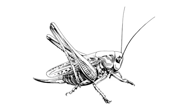 Grasshopper em fundo branco — Fotografia de Stock